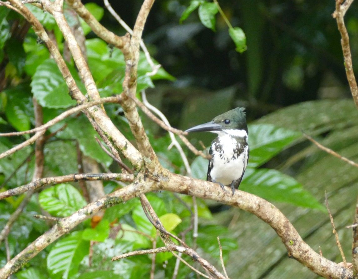 Een groen-witte ijsvogel zit op een tak, met een donkergroene kop en een witte borst, tegen een groene achtergrond.