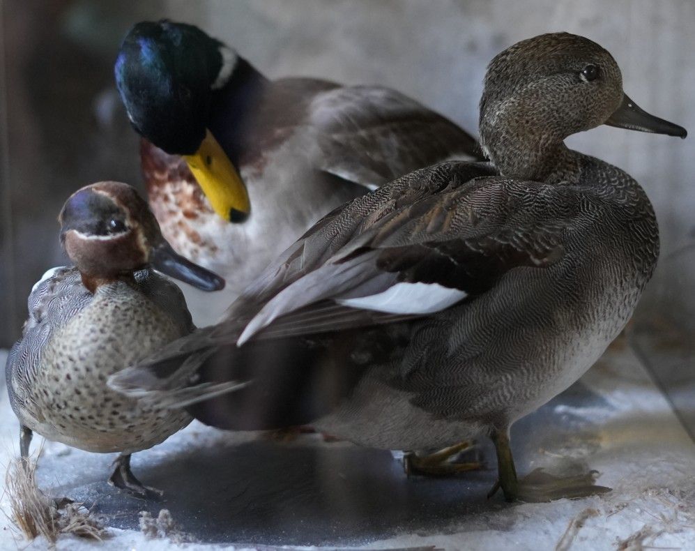 Drie opgezette eenden: een wilde eend, een wintertaling en een pijlstaart.