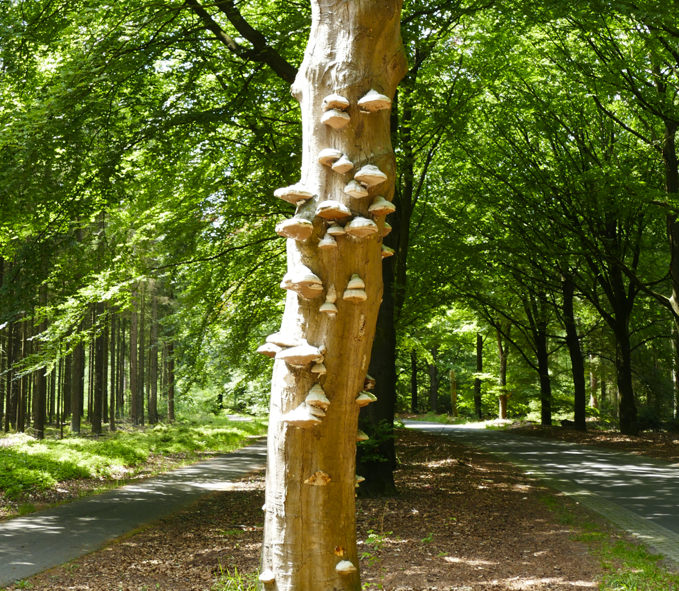 Een boomstam bedekt met paddenstoelen langs een zonovergoten bospad.