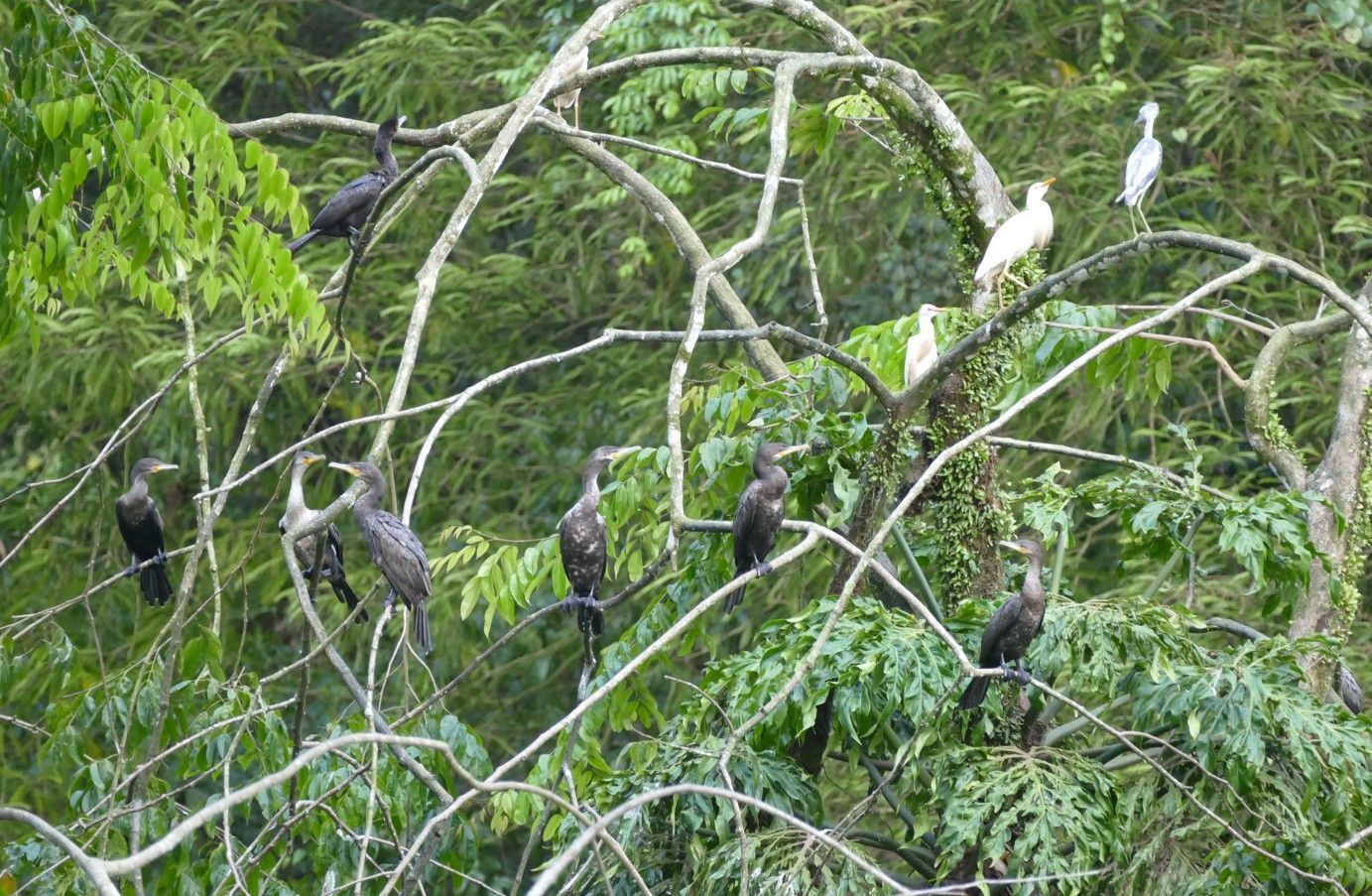 Vogels zitten op boomtakken; voornamelijk zwarte aalscholvers, met enkele witte zilverreigers.