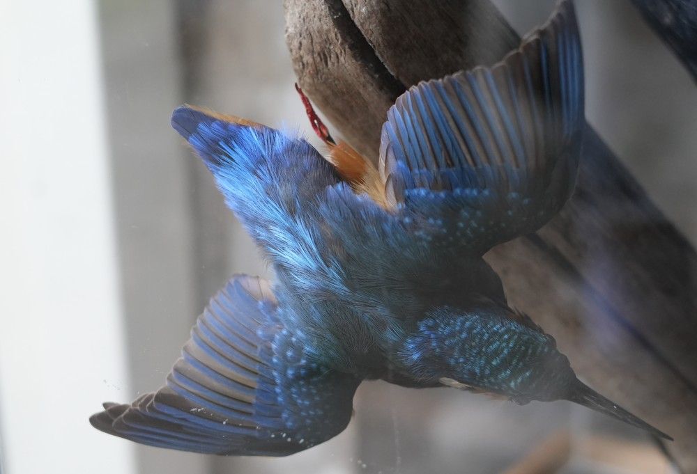Een blauwe ijsvogel zit op een tak, met gespreide vleugels en iriserende veren.