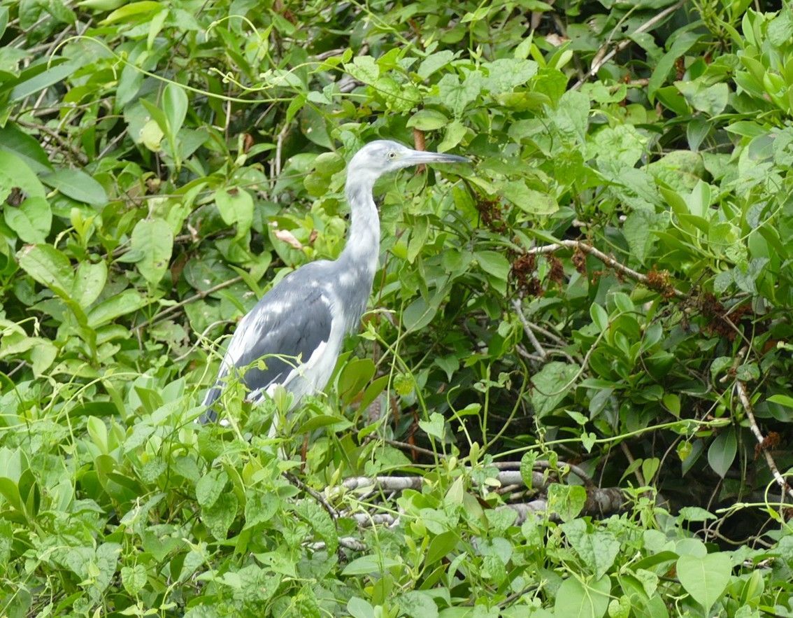 Een grijs-witte reiger staat in weelderig groen gebladerte en kijkt opzij met zijn snavel open.