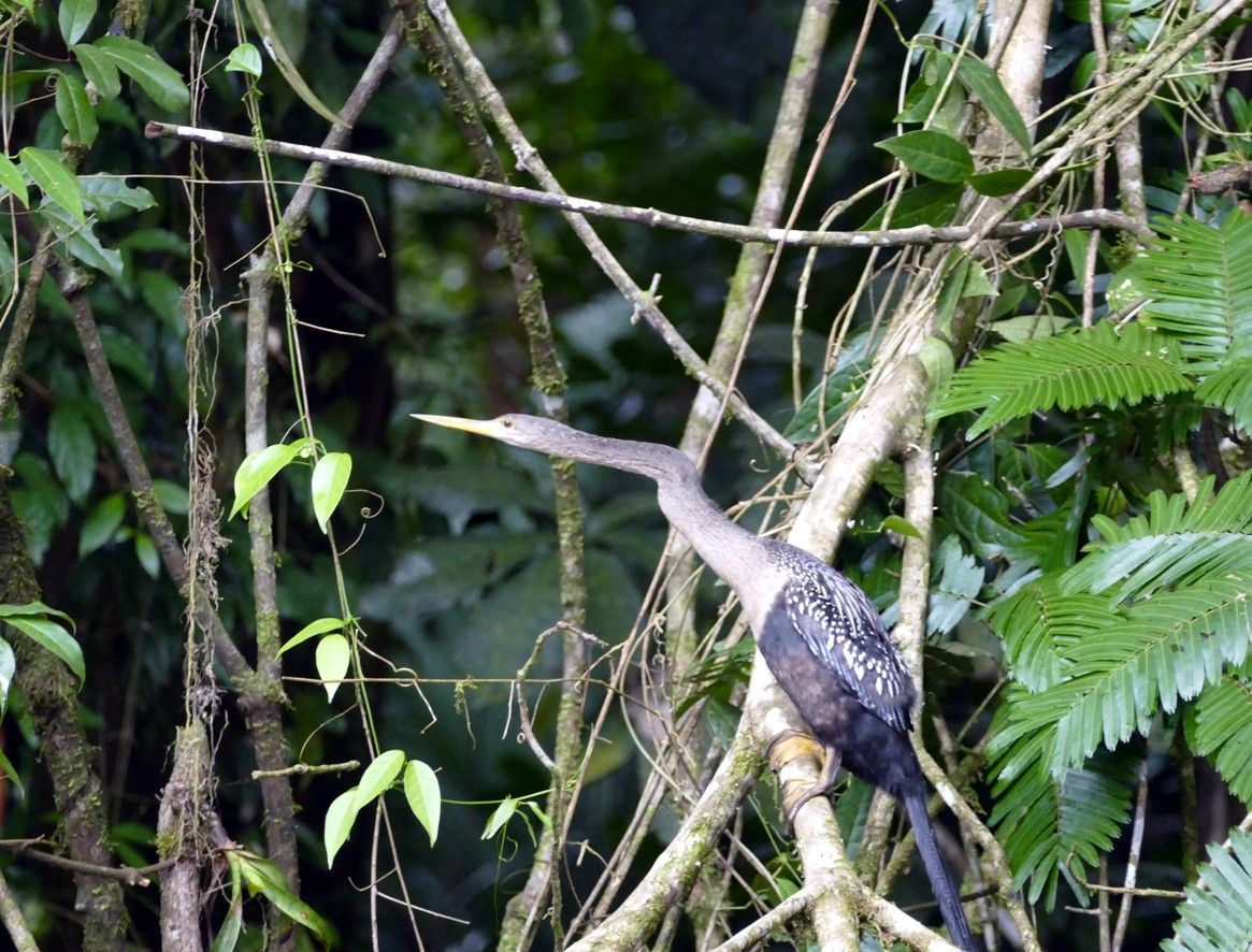 Een anhinga, een vogel met een lange nek, zit op een tak in een weelderig groen bos.