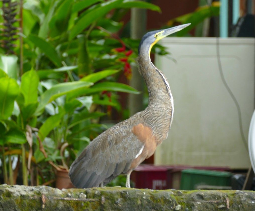 Een roodbruine tijgerreiger staat op een richel en toont zijn gebogen nek en lange gele snavel.