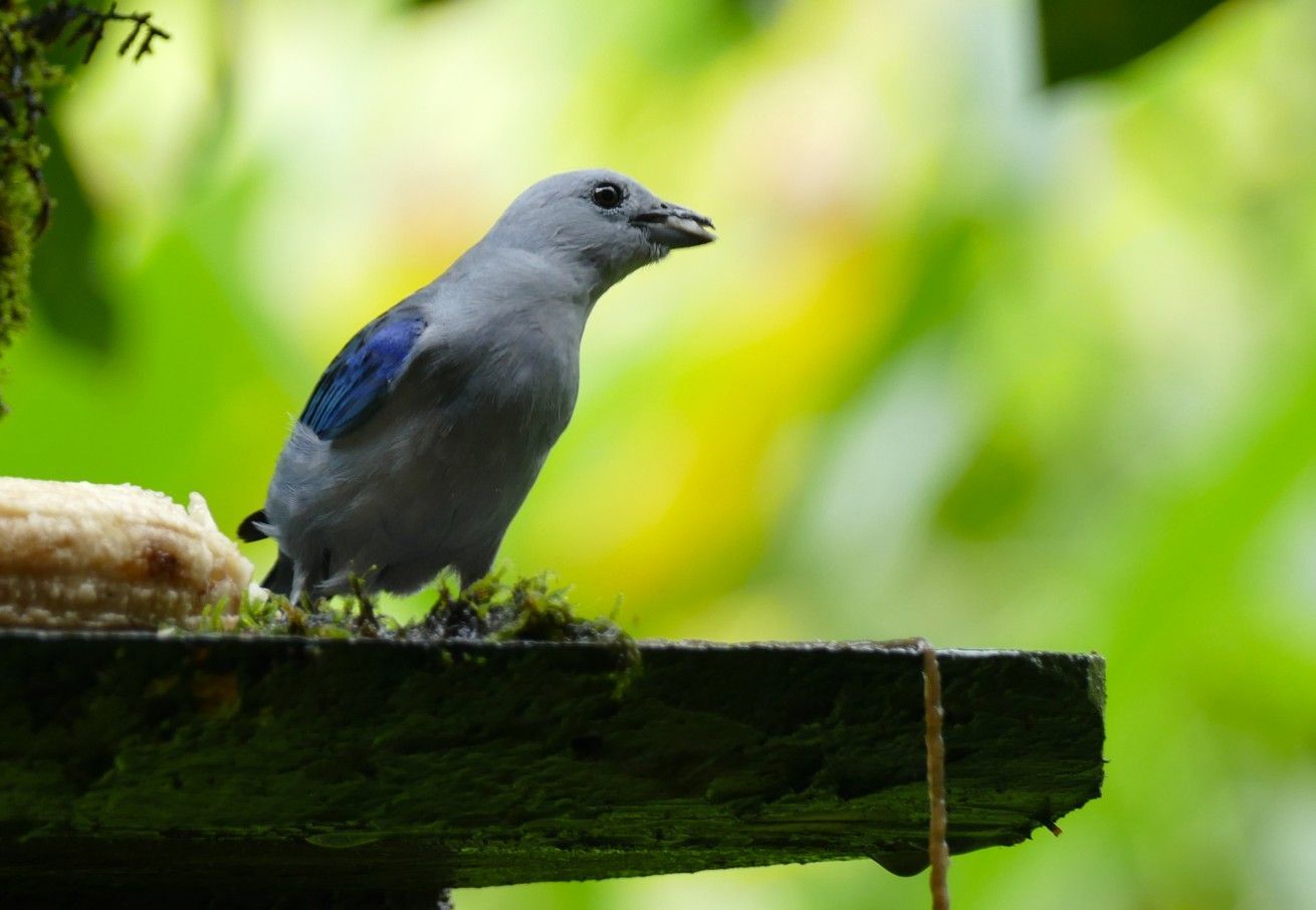 Een grijze vogel met blauwe vleugelvlekken zit op een houten ondergrond, met groen gebladerte op de achtergrond.