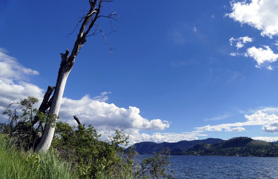 Blauwe lucht boven een meer, met een dode boom op de voorgrond. In de verte zijn bergen zichtbaar.