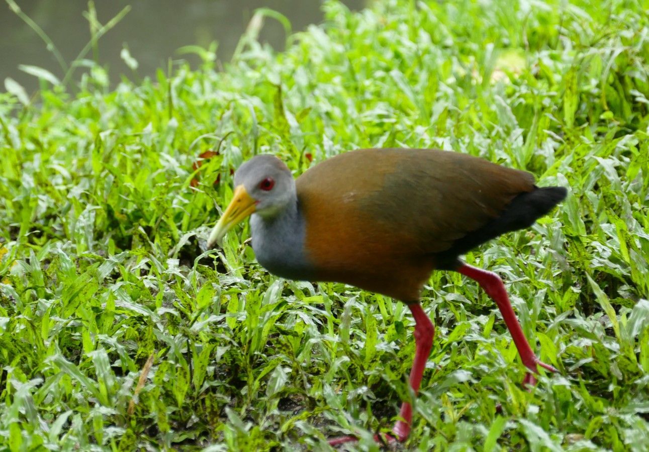 Bruine vogel met rode poten en gele snavel in het groene gras.