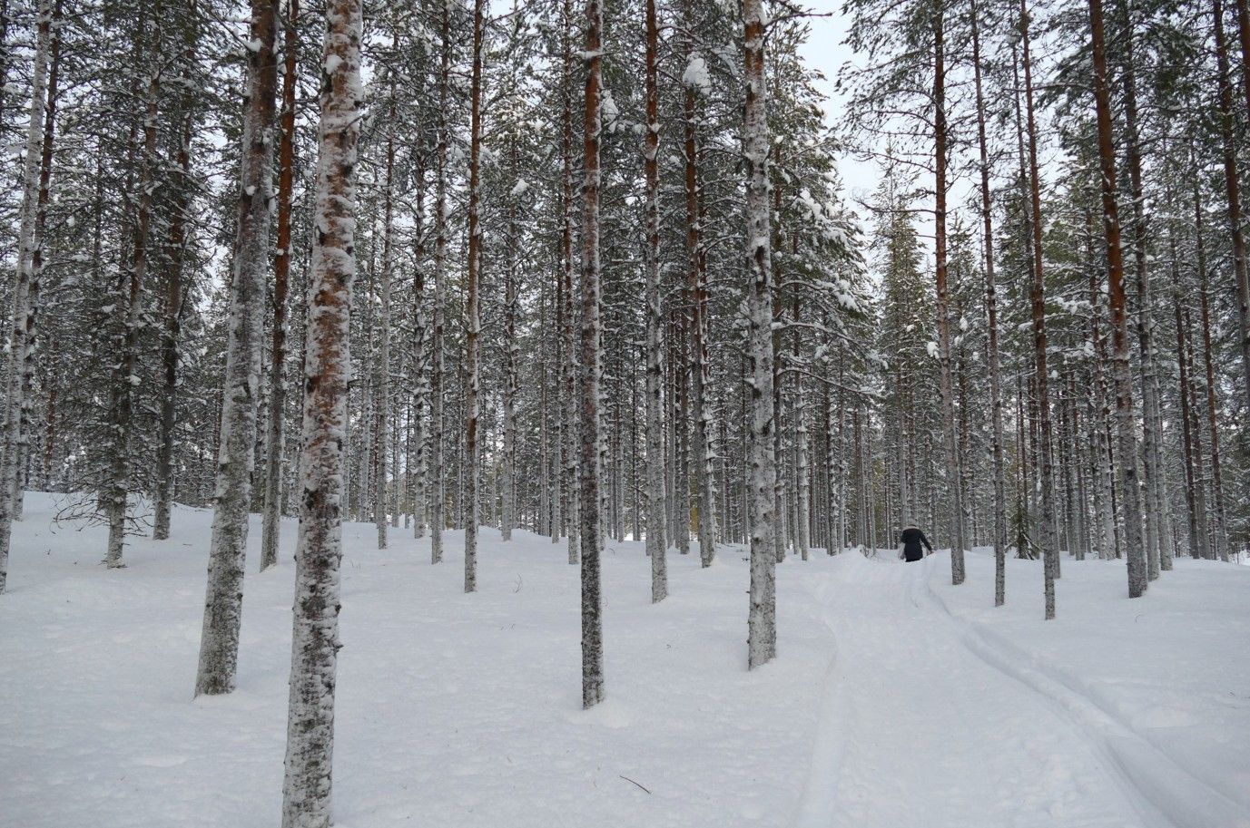 Een met sneeuw bedekt bos met hoge, slanke bomen. In de verte skiet iemand van een piste af.
