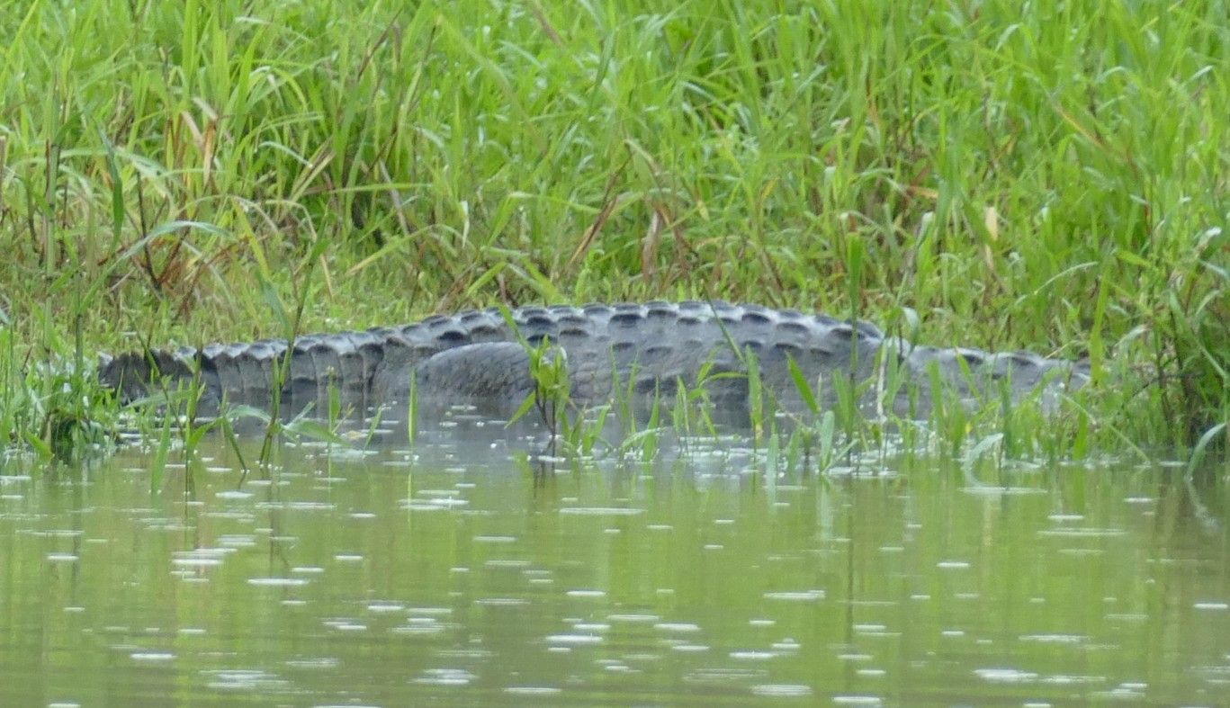 Krokodil in troebel water bij groene rietstengels.