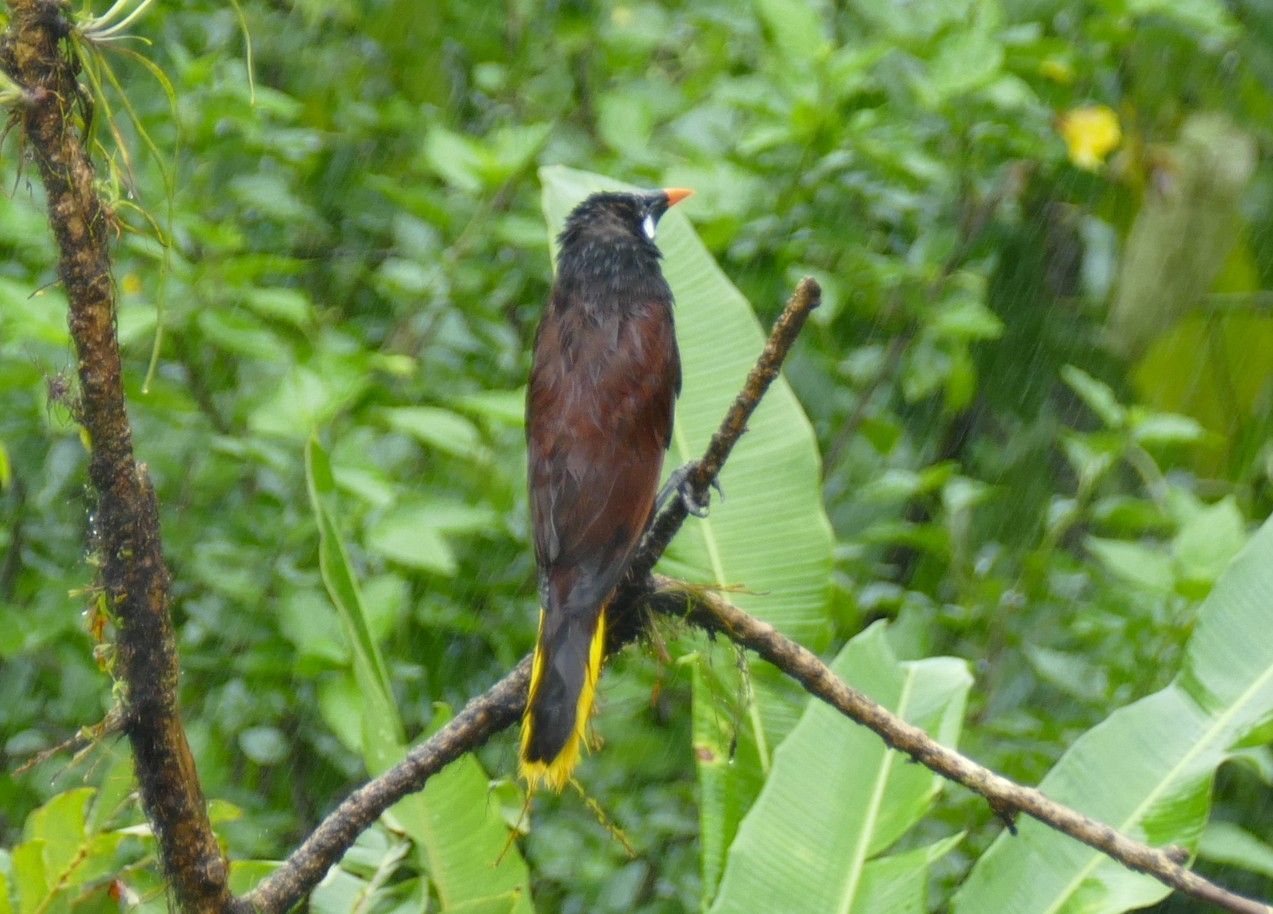 Een vogel met een bruin lichaam, een zwarte kop en een gele staart zit op een tak, omringd door groen gebladerte.
