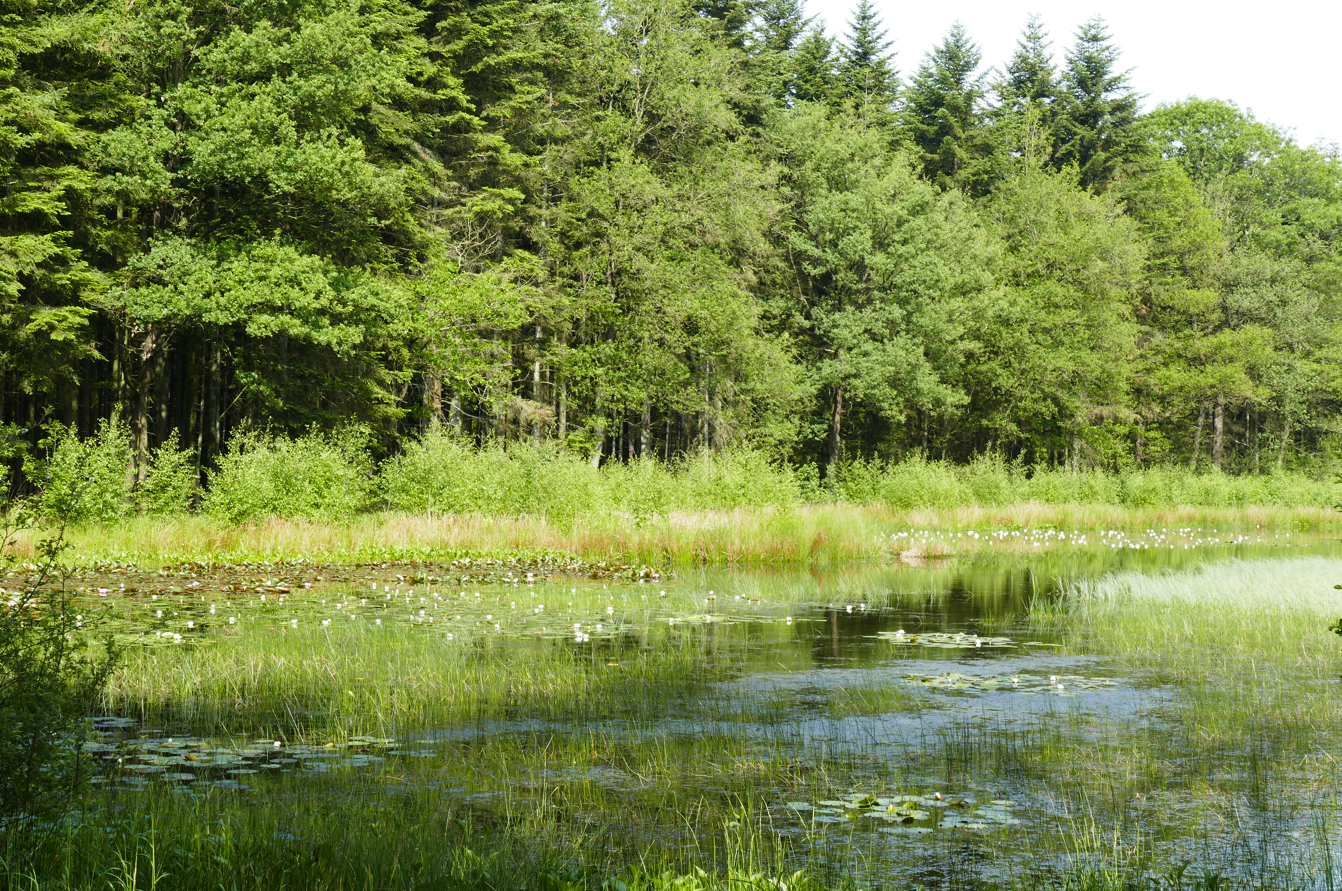 Een rustige vijver die de groene bomen en het riet weerspiegelt in een zonnige open plek in het bos.