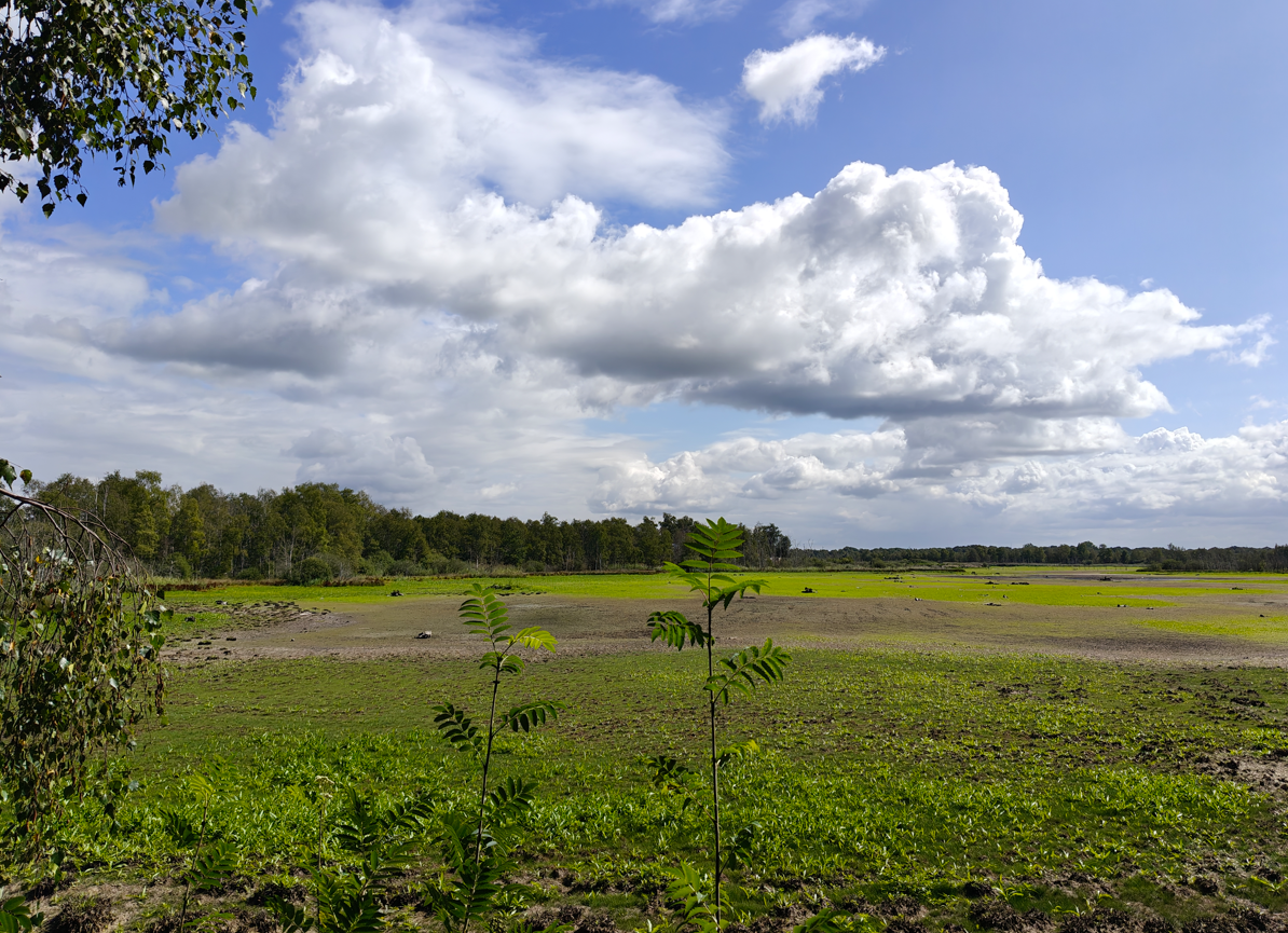 Een open grasveld onder een blauwe hemel met grote witte wolken en bomen in de verte.