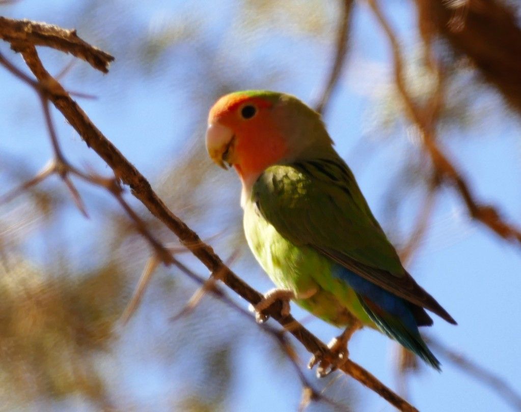 Een dwergpapegaai zit op een bruine tak met een blauwe lucht op de achtergrond. De vogel heeft groene, oranje en blauwe veren.
