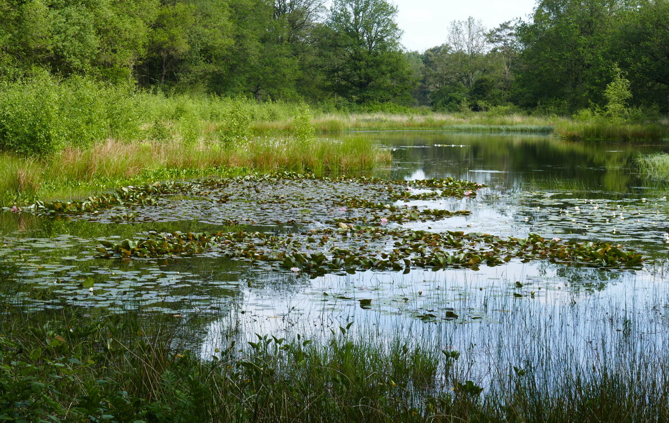 Een rustige vijver met waterlelies en hoog groen gras, waarin bomen en de lucht worden weerspiegeld.