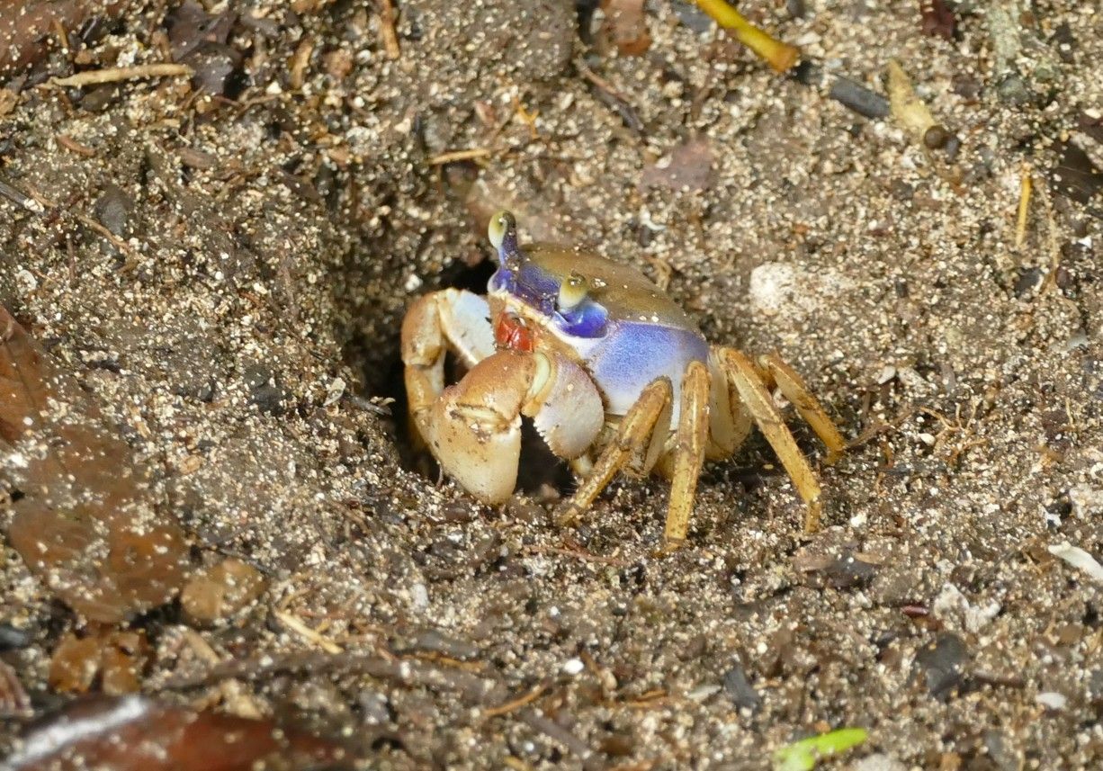 Een kleurrijke krab met een blauw en beige schild vlakbij zijn hol in het zand.