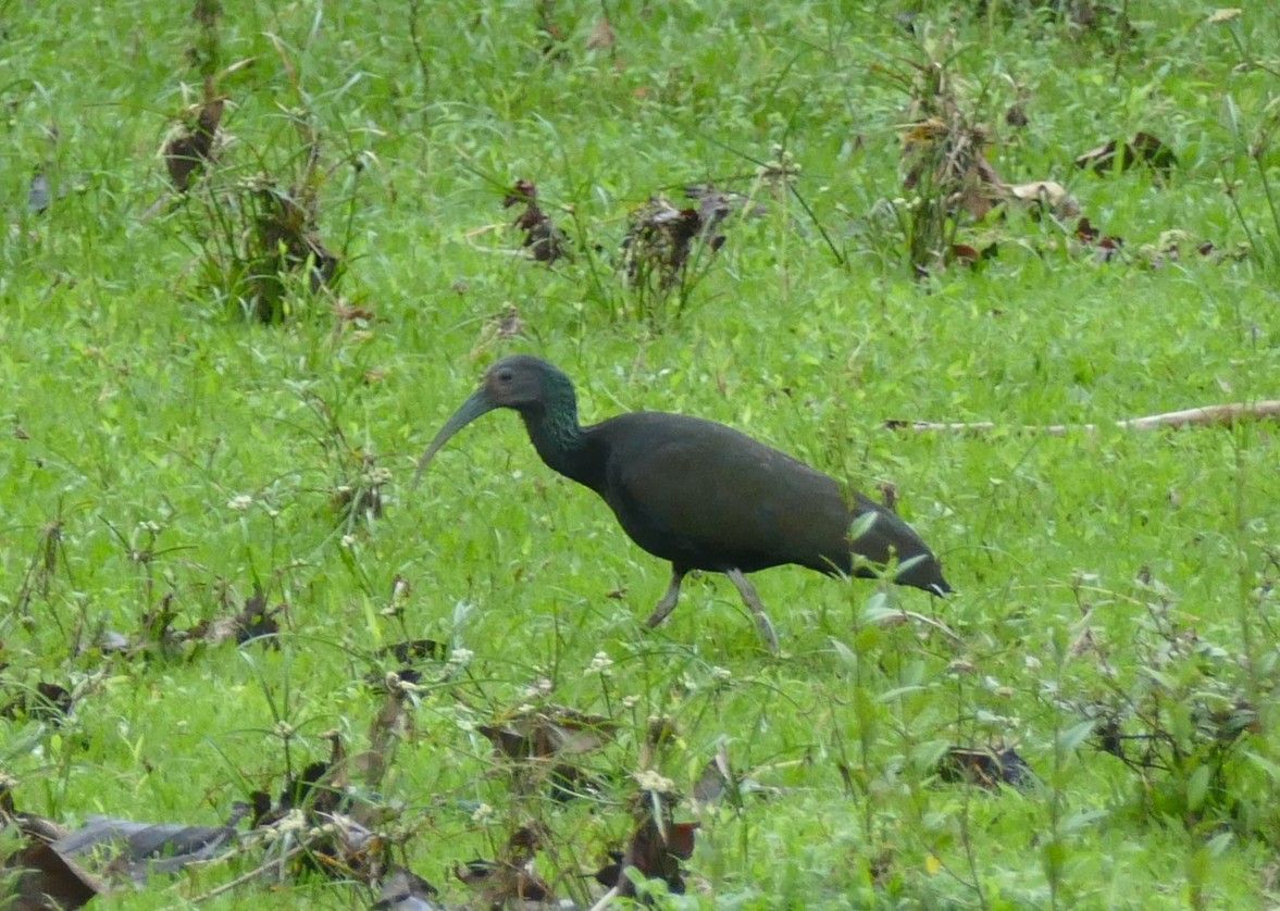 Een donkere ibis met een lange, gebogen snavel loopt door het groene gras.