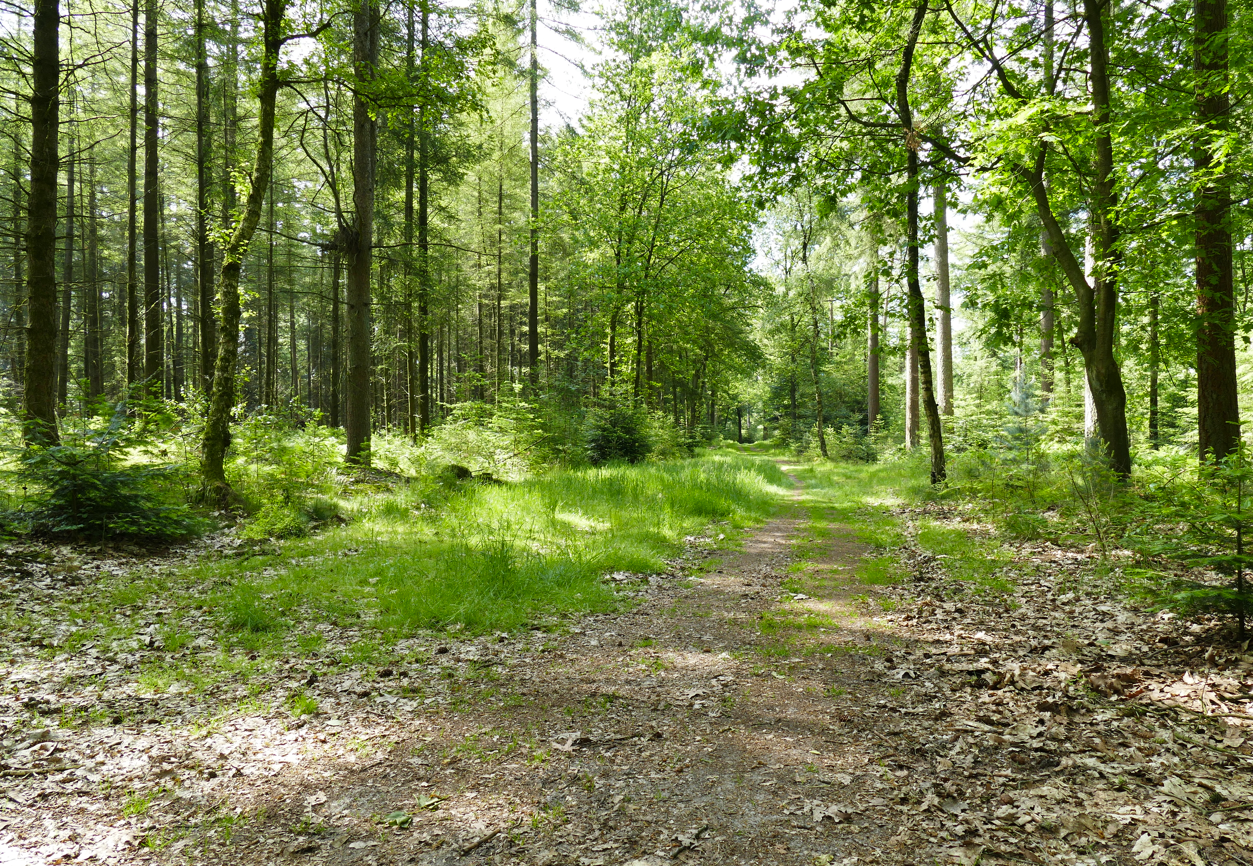 Zonnig bospad dat zich een weg baant door groene bomen en struikgewas.