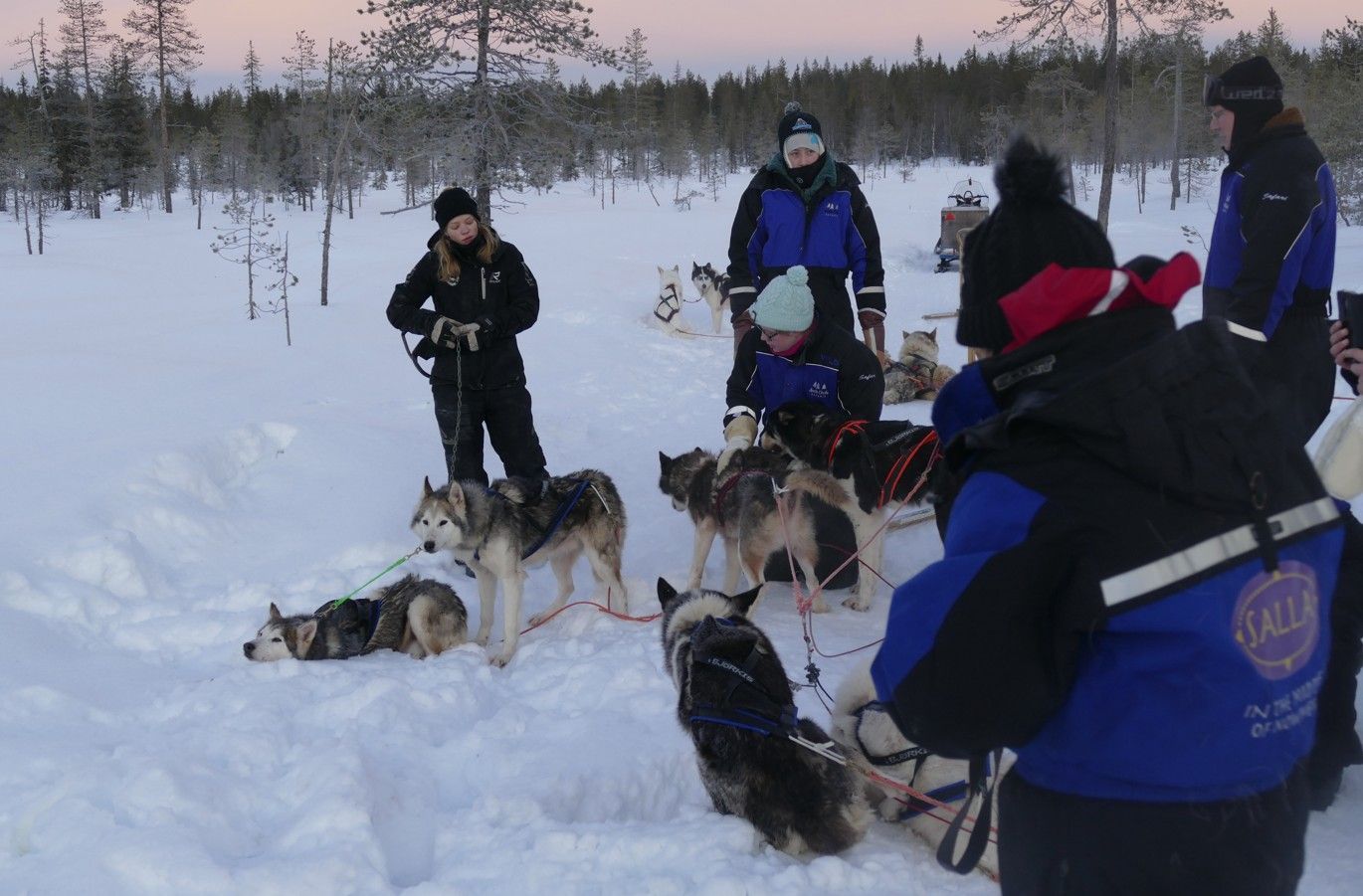Mensen met sledehonden in de sneeuw, klaar om te beginnen aan een sledehondentocht in een bos.