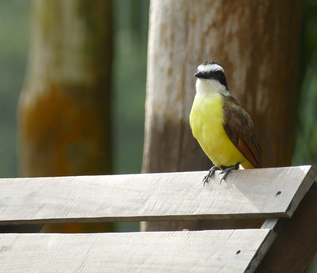 Een geelbruine vogel met witte en zwarte koptekeningen zit op een houten constructie.