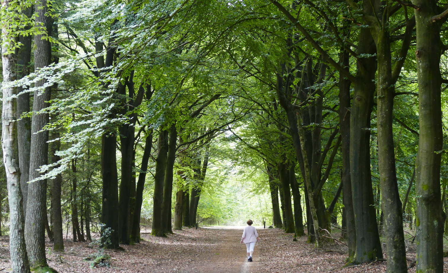 Een bospad omzoomd met bomen, met in de verte een persoon die loopt onder het groene lenteblad.