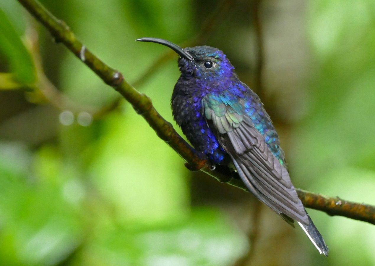 Een kolibrie met iriserende blauwe veren zit op een tak.
