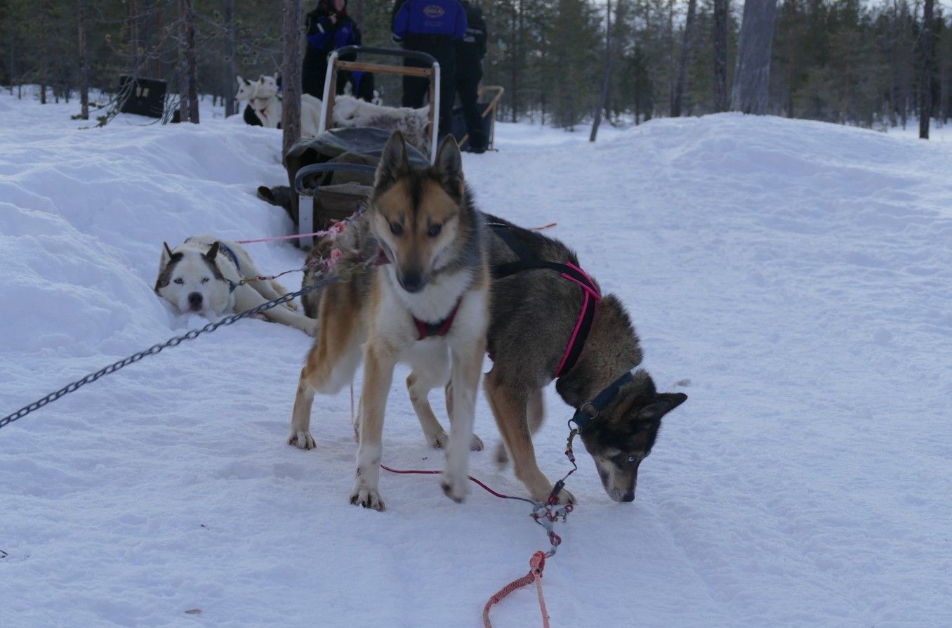 Honden die een slee trekken in een besneeuwd bos; een van de honden snuffelt aan de grond.