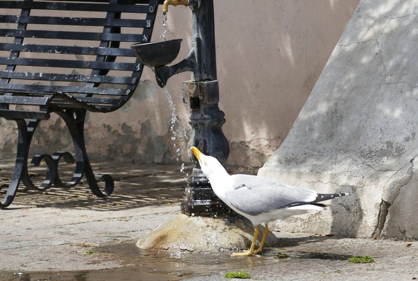 Een meeuw drinkt water uit een openbare fontein. De fontein en het bankje staan ​​vlakbij een gebouw.