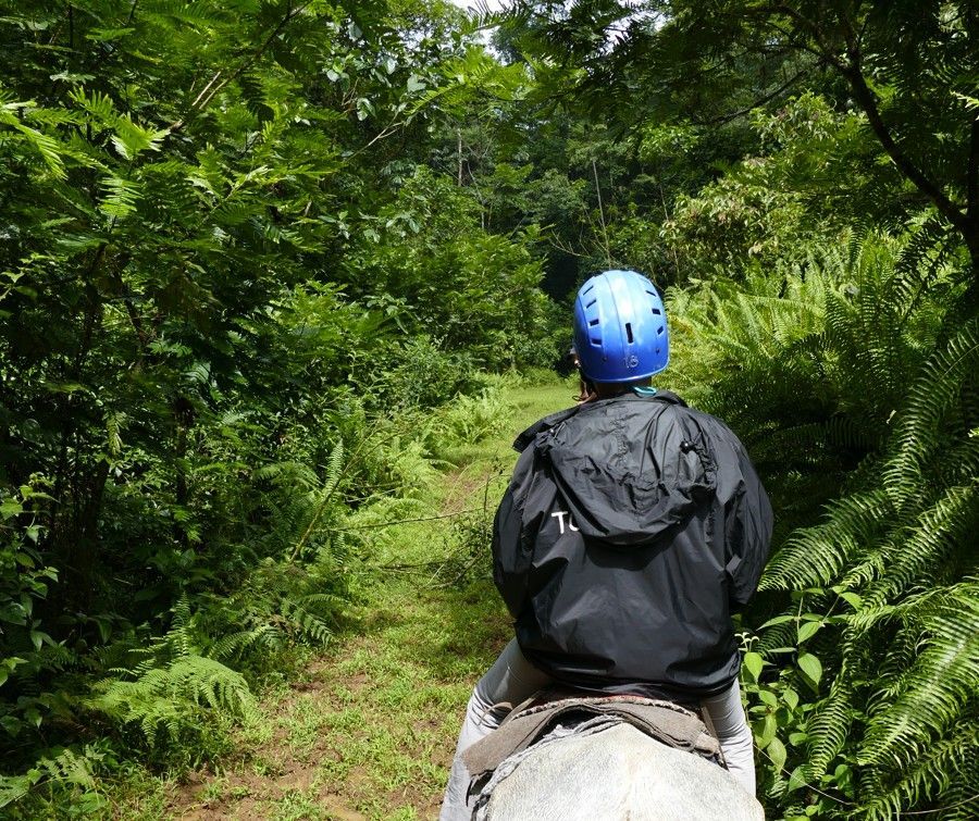 Een persoon te paard rijdt door een weelderig groen bospad, met een blauwe helm en een donkere jas aan.