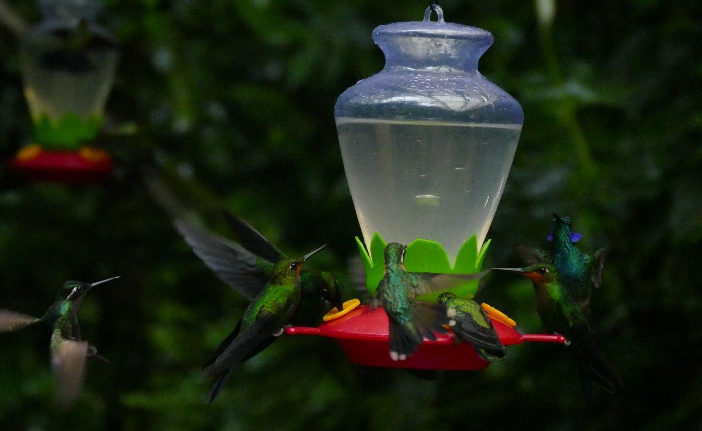 Kolibries die nectar drinken uit een voederbakje, met een groen lichaam, een rode basis en een blauwe bovenkant.