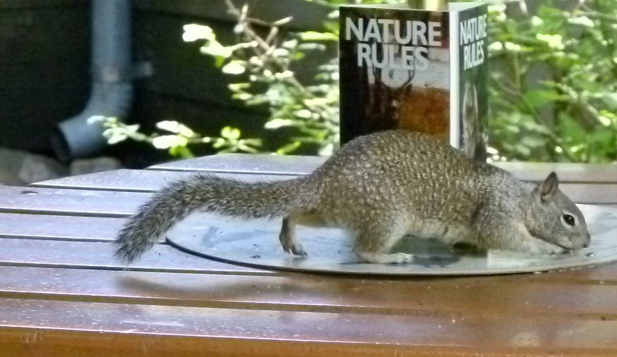 Een eekhoorn drinkt buiten uit een ondiep schaaltje, met op de achtergrond boeken uit de serie 