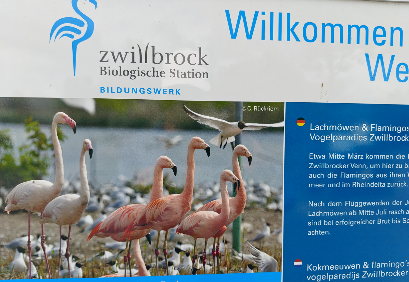 Bord bij het vogelobservatiestation Zwolle met flamingo's aan het water en de tekst
