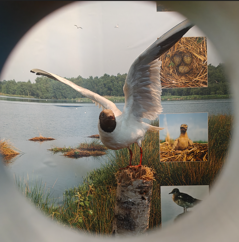Witte vogel met gespreide vleugels aan de oever van een meer, met kleine ingevoegde foto's.