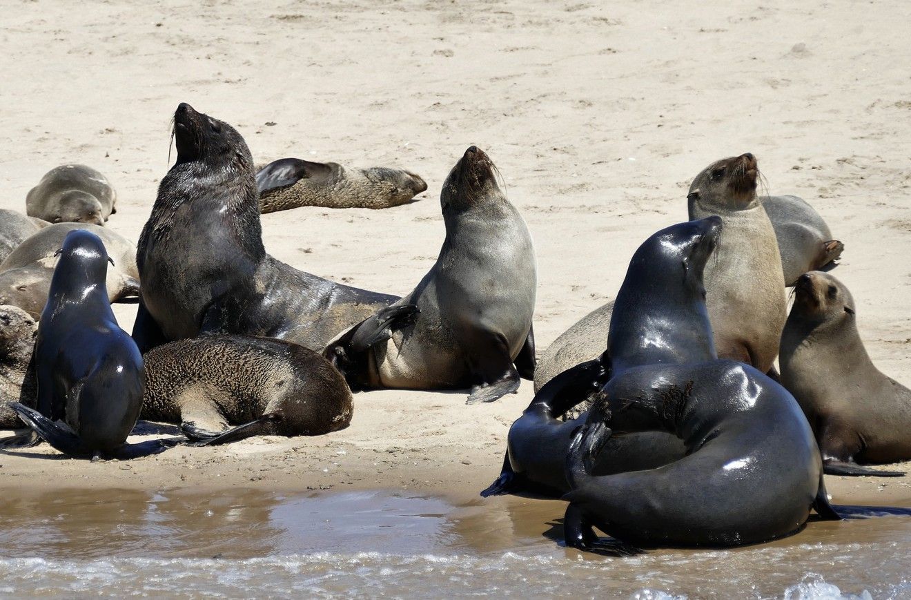 Zeehonden die rusten op een zandstrand. Donkere, natte vacht; sommige staan ​​rechtop, andere liggen.