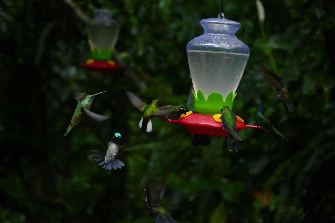 Kolibries voeden zich bij een rode voederbak. Groene en blauwe vogels zweven, drinken en vliegend.