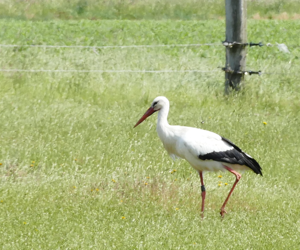 Witte ooievaar staat in een grasveld bij een hek, met zwartgepunte vleugels en rode poten.