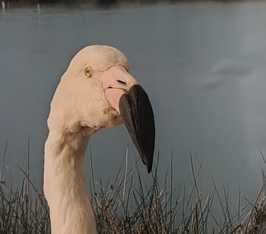 Close-up van een bleke flamingo met een zwartgepunte snavel, staand bij kalm water en riet.