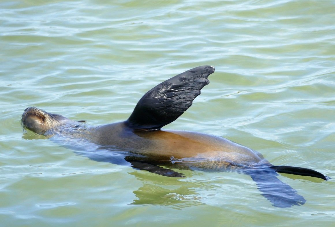 Een zeeleeuw zwemt in het water met één vin omhoog.