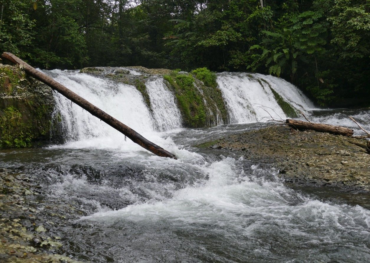 Een waterval die over gelaagde rotsen met boomstammen naar beneden stort, met op de achtergrond een weelderig groen bos.