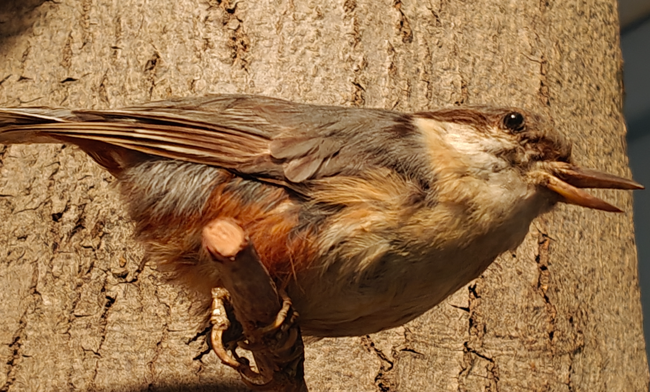 Een klein bruin vogeltje zit op de boomschors en pikt aan een takje of een zaadpeul.