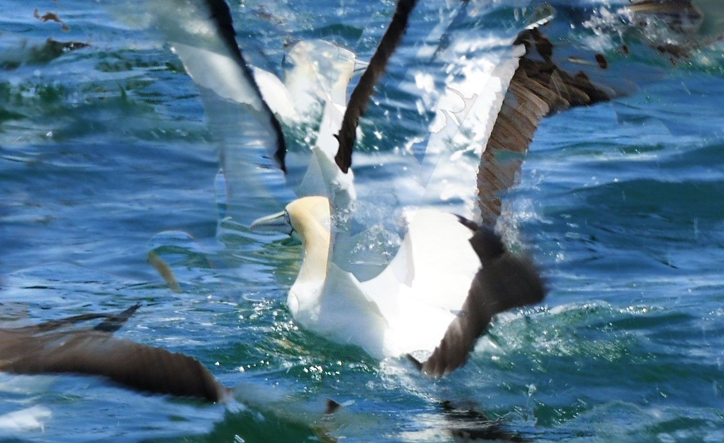 Een witte jan-van-gent duikt met gespreide vleugels in het blauwe oceaanwater en spat water omhoog.