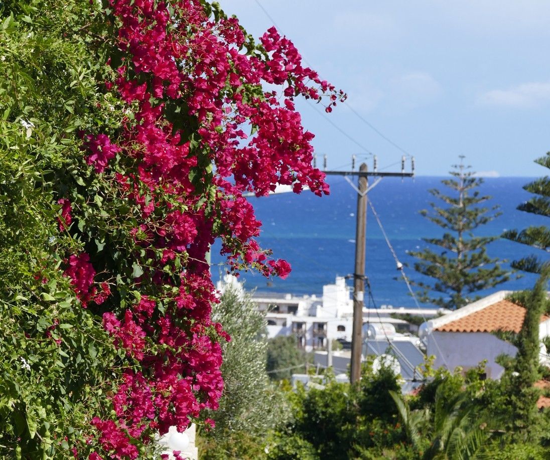 Felroze bougainvilleabloemen omlijsten het uitzicht op de blauwe zee en gebouwen onder een zonnige hemel.