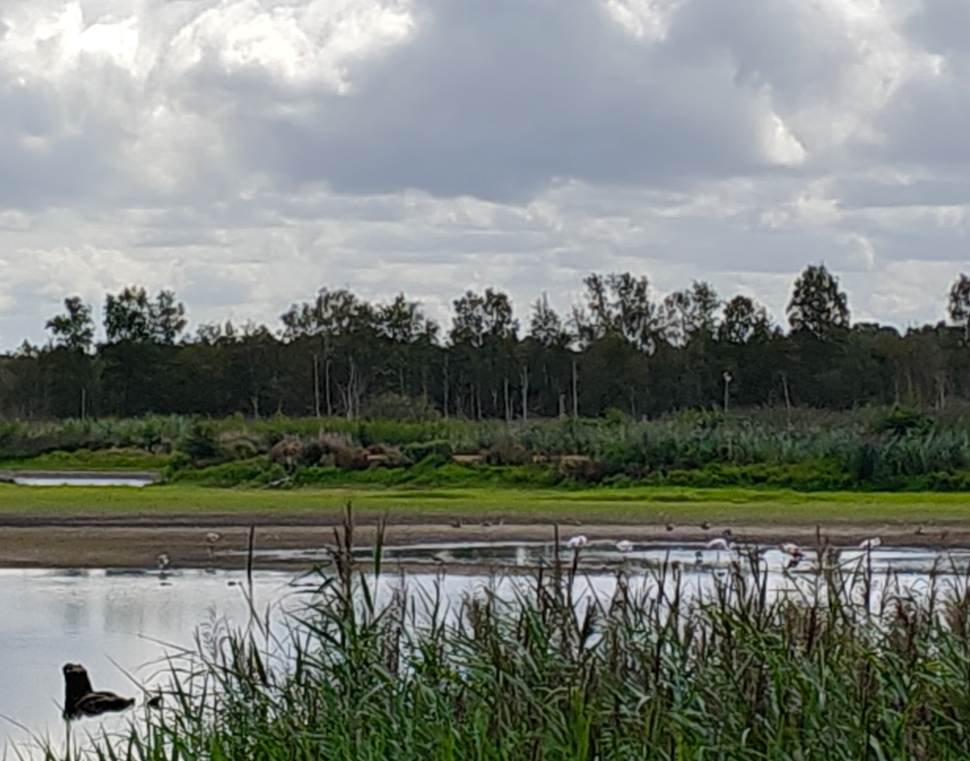 Een bewolkt moerasgebied met riet, kalm water en een rij bomen onder een bewolkte hemel.