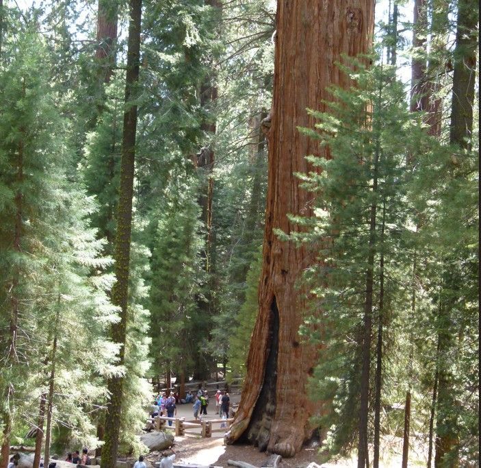 Een gigantische sequoia in een bos; kleine figuurtjes van mensen aan de voet ervan.
