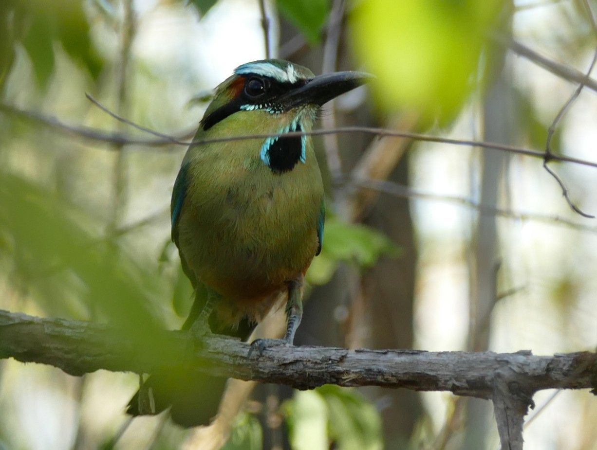 Een turkooiswenkbrauwmotmot, olijfkleurig lichaam, zwart gezichtsmasker, turkooizen borstvlek, in een boom.