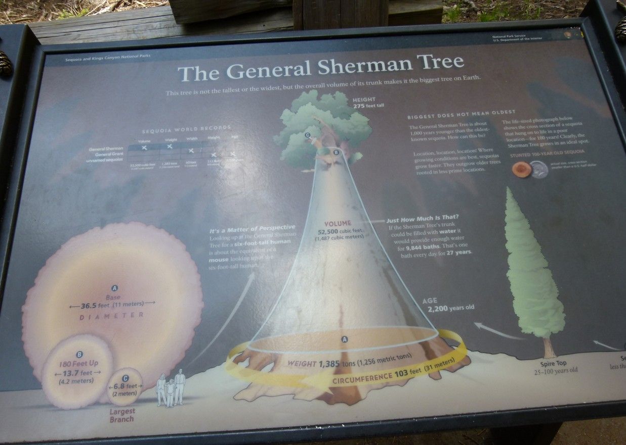 Een bord met een beschrijving van de afmetingen van de Generaal Shermanboom, met afbeeldingen van een dwarsdoorsnede.