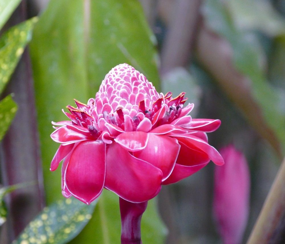 Roze fakkelgemberbloem, kegelvormige bloesem, met een achtergrond van groene bladeren.