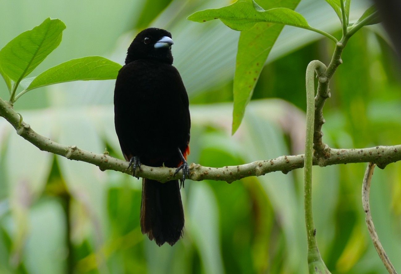 Een zwarte vogel met rode vlekken zit op een tak, met groen gebladerte op de achtergrond.