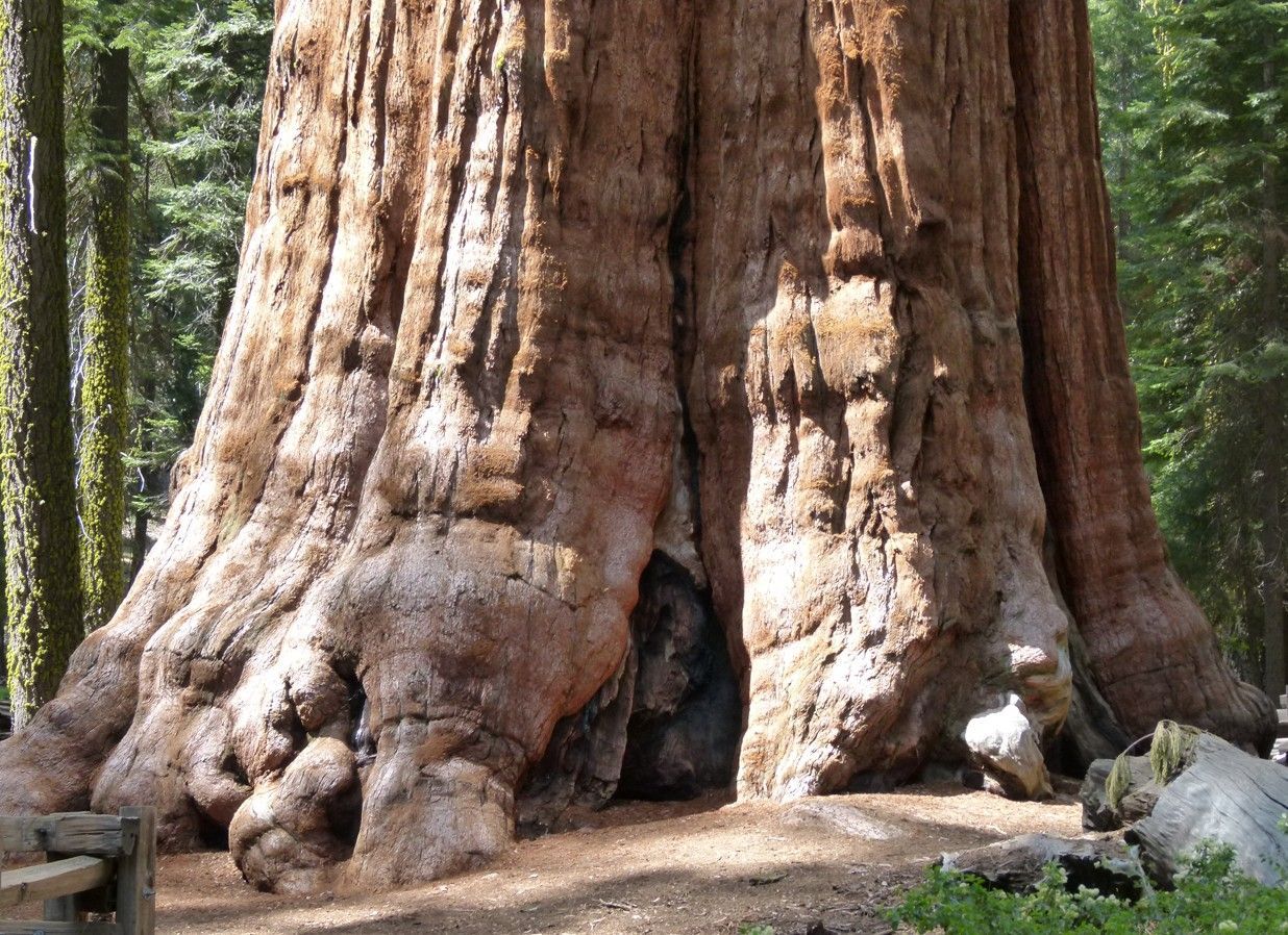 Stam van een reuzensequoia, met roodbruine schors, een verdikte basis en een opening.