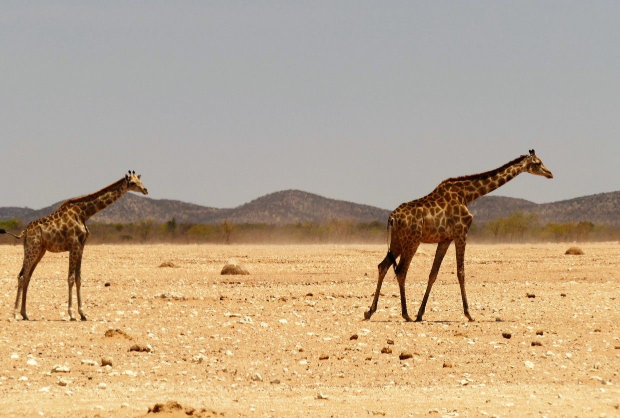 Twee giraffen lopen over droge, stoffige grond in een savanne-achtige omgeving.