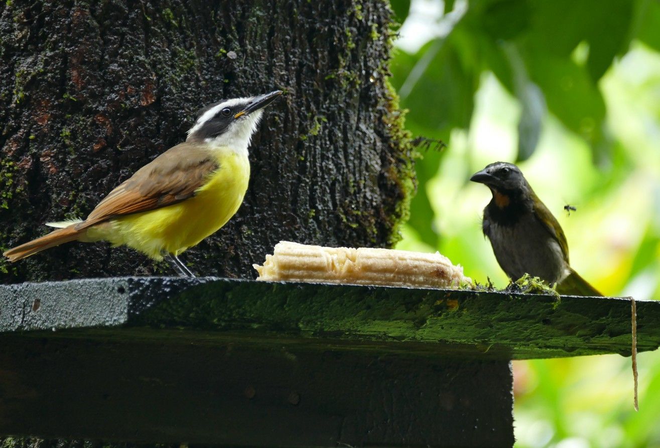 Twee vogels zitten op een houten platform maïs te eten, de ene is geel en bruin, de andere grijs.